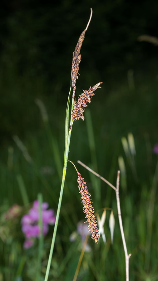 Carex flacca / Carice glauca